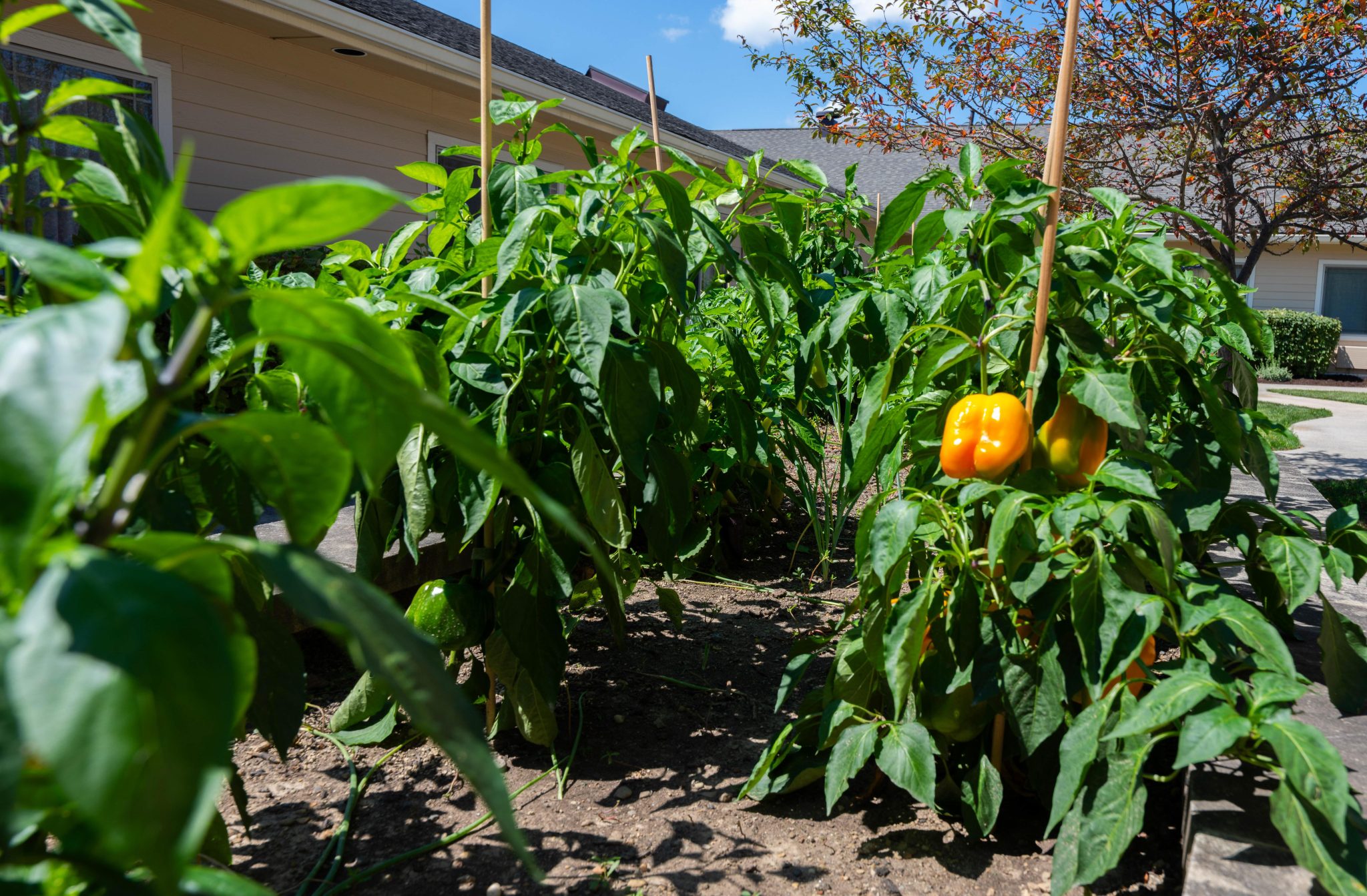 Courtyard Garden